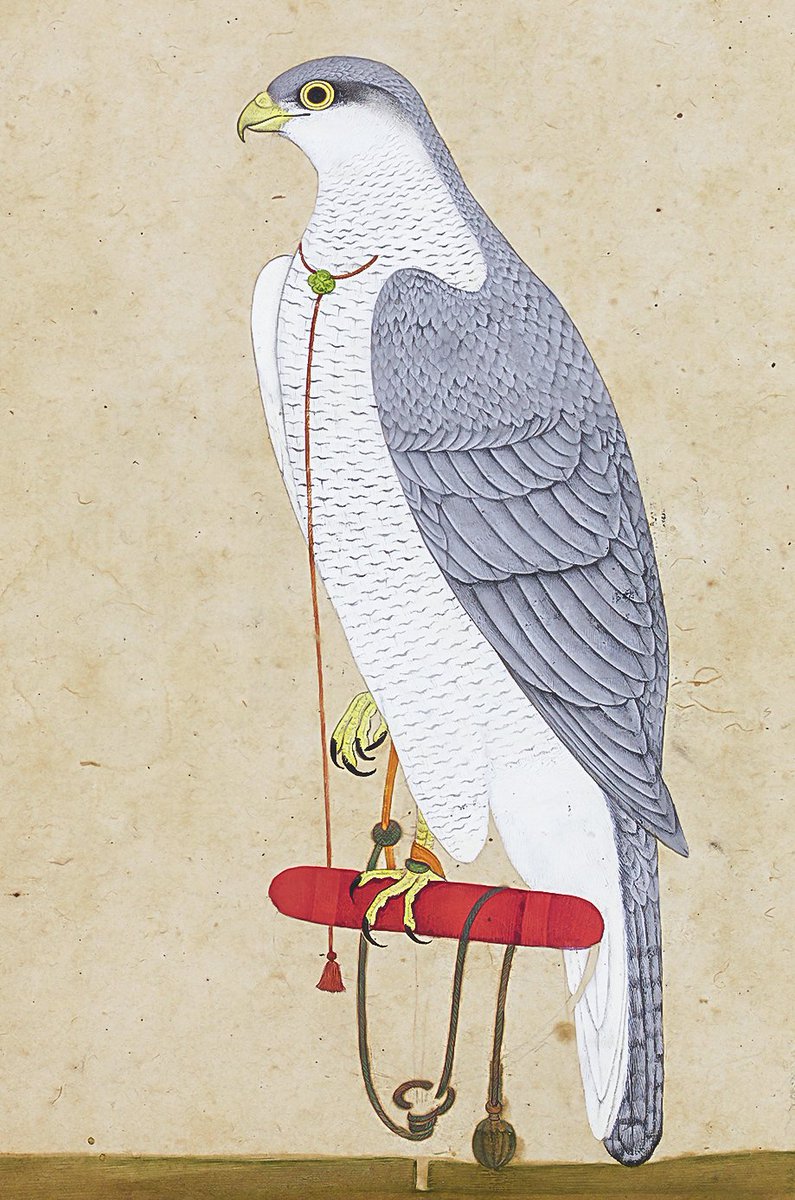 Detail: Goshawk. Mughal, 18th Century. Christie's.