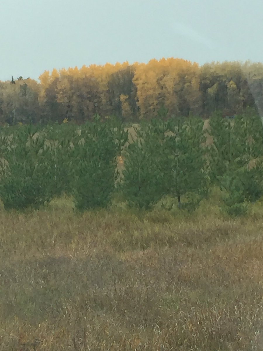 jenhaddy's tweet photo. Totally love where I live!! #fall #beautifulcolors #northernMinnesota https://t.co/d4aG1eYMsK