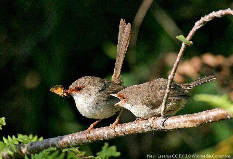 When to start and when to stop: Effects of climate on breeding in a multi‐brooded songbird ow.ly/ROqc50wTYv8 |
