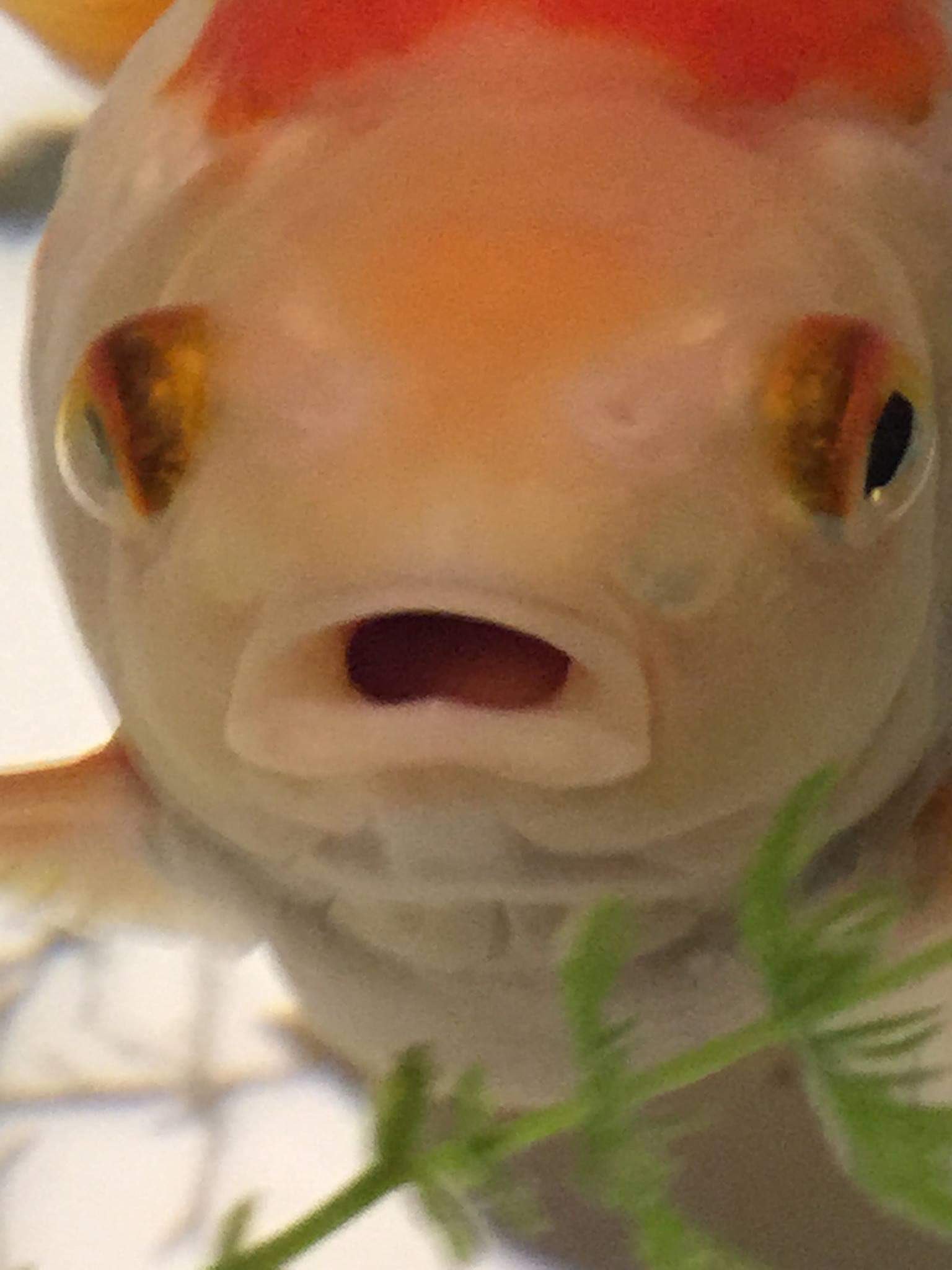 ゆーじ Reku 最後 わいが水族館行った時の総作 金魚のアホ顔とウーパールーパーの鼻の穴 そしてもののけ姫とかハウルの動く城に出てきそうなイソギンチャク 懐かしい写真出てきたから 探すのに夢中でハロウィン悲しいモード忘れた T Co Ccjz1cwsbh