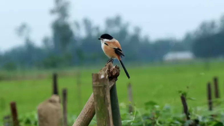 bd_pix's tweet photo. খাবারের খোঁজে চুপটি বসে কসাই পাখি। 

বামুনিয়া, শাজাহানপুর, বগুড়া। 

🇧🇩🇧🇩🇧🇩🇧🇩 #naturephotography #bangladesh #bangladeshi #beautifulbangladesh #beautiful #bird #naturelovers https://t.co/zTp2uxu0Qg