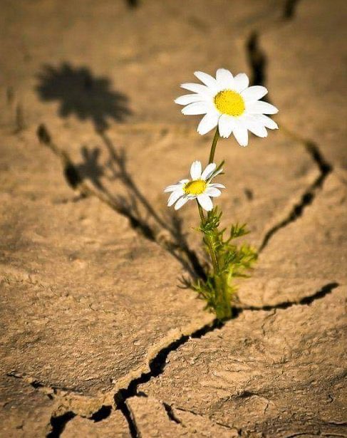 كالزهور البريّة يجب أن تسمح لنفسك بالنمو في جميع الأماكن التي ظن الآخرون أنك لن تنمو بها