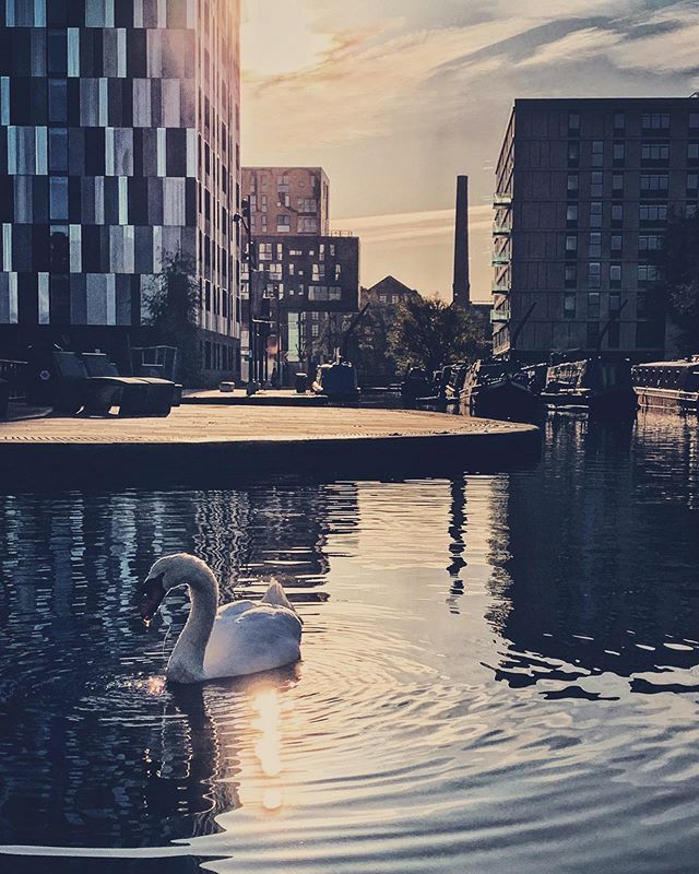 Swanning about on my walk to work this morning -
-
-
-
-
-
#newislington #newislingtonmarina #ancoats #manchester #mcruk #urbansplash #commute #vsco #swan #swanlake bit.ly/2WiyFvE