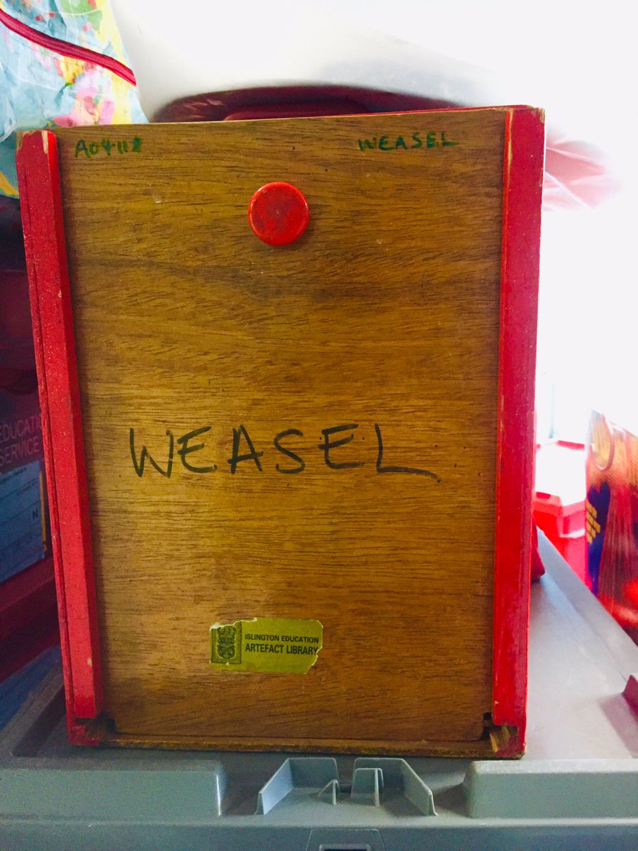 A weasel !!! It’s amazing what resources the school’s library service @Islingtonlibs lends out @IslingtonELS