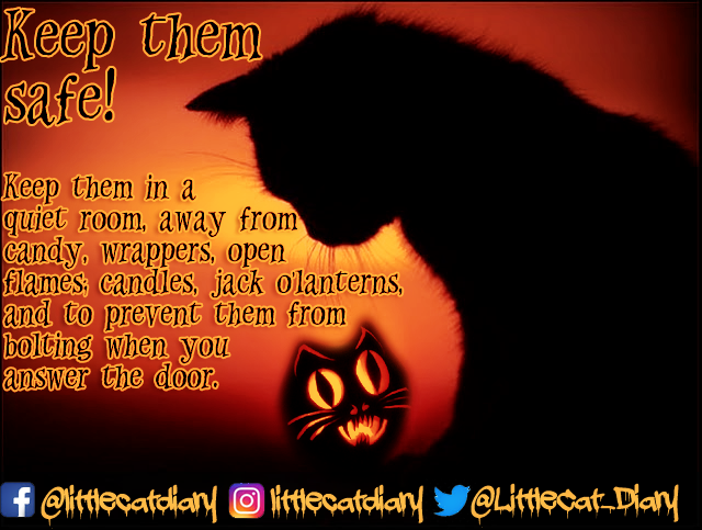 LittleCat_Diary's tweet photo. Keep pets in a quiet room, away from candy, wrappers, open
flames: candles, jack o'lanterns, and to prevent them from bolting when you answer the door. And share this post!

Have a safe and happy Halloween! 🎃🐱👻 https://t.co/sou2Dr6sgy