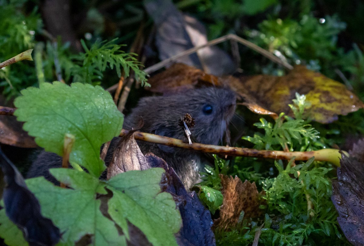 @clevelandbirds @DurhamBirdClub @durhamwildlife Went to Hardwick C.P. this morning looking for the Willow Tits first bird down at the screen was a W.T followed this with a pleasant sunny walk round the Park then spotted several Woodmice busying them selves in the leaf litter.