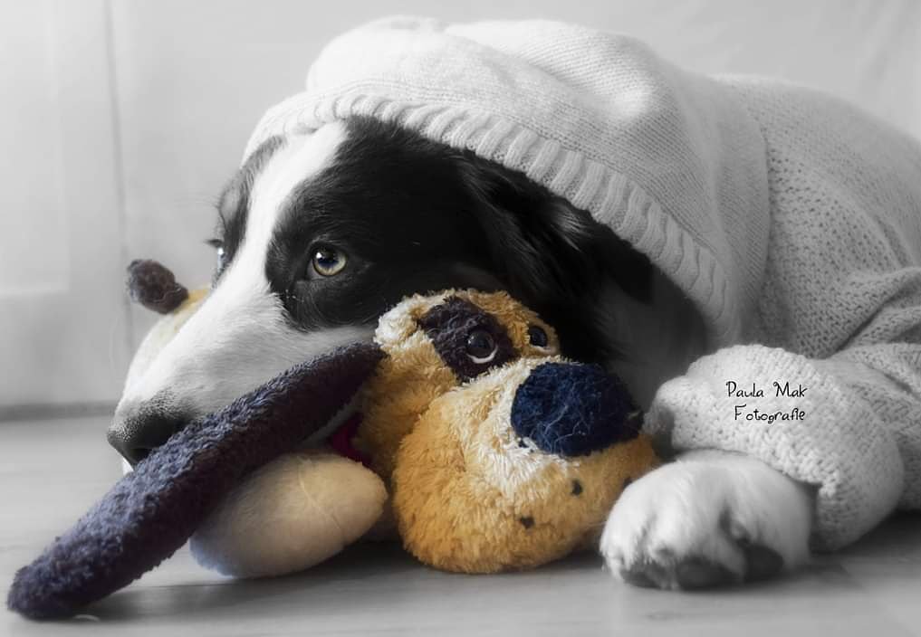 Stage_Dogs's tweet photo. Cutest dog
#adorable #MondayMotivation #MondayMood #dogs #love #CutenessOverload #photography #blackandwhite https://t.co/fMCaDmjhOH