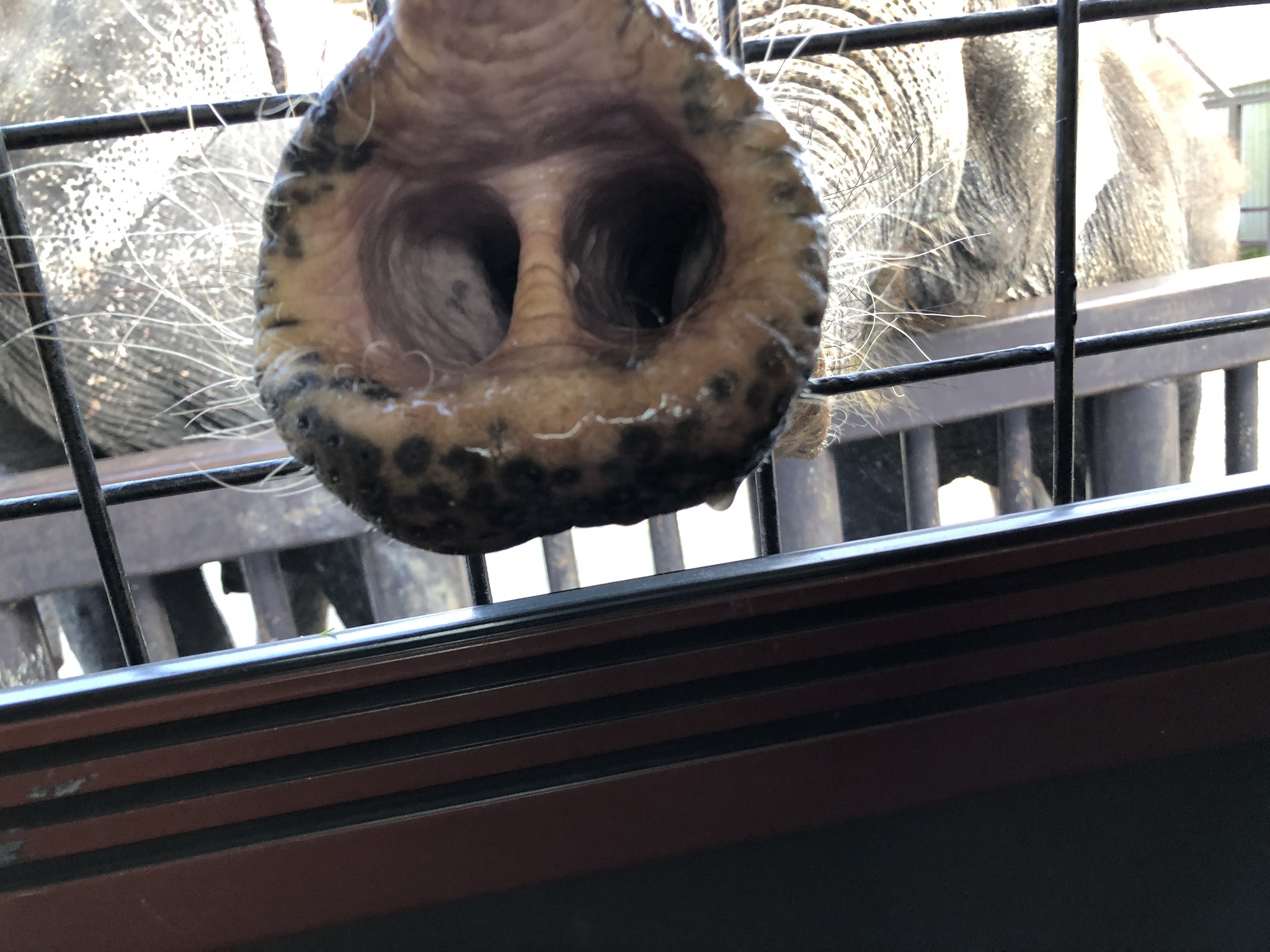 Twitter 上的 プピプピ文太 そいえば象の鼻の穴がめちゃくちゃアップで撮れて嬉しかったので載せちゃいますが 苦手な人は苦手そうなので 生物の鼻の穴が無理な方は見ないほうがいいかも T Co Ibxucuukuz Twitter