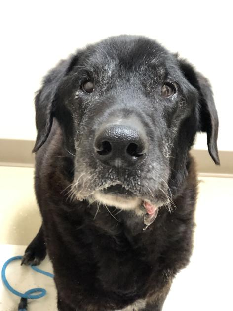 DogMedLaser's tweet photo. Doggone donations this month at Silver Muzzle Cottage
https://t.co/xRESQj9mA4 https://t.co/Zgsln3Uy7a