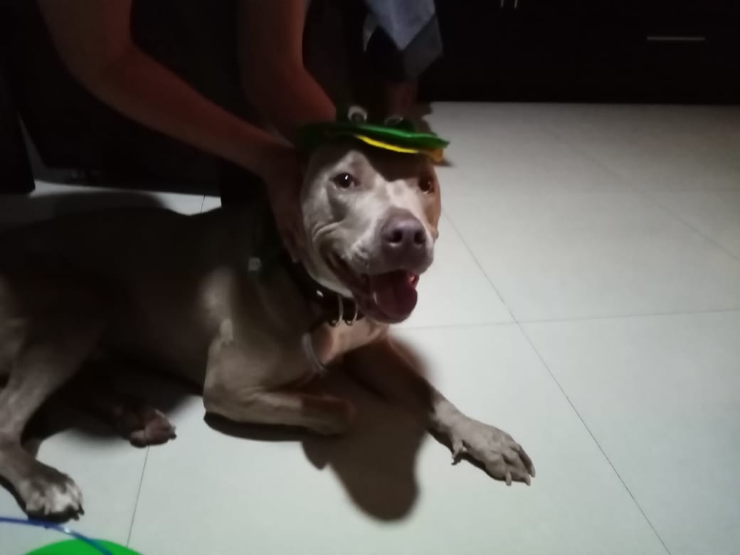 Cynan08061251's tweet photo. Amo a mi bb perro Draco. porque siempre le gusta participar y jugar en Dinamicas @guardykan #halloweendogs https://t.co/XgJ1JeONAX