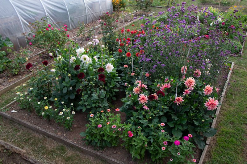 Sackcloth02's tweet photo. After a bumper crop of dahlias, I fear their season has ended. https://t.co/HIVynTfYkX