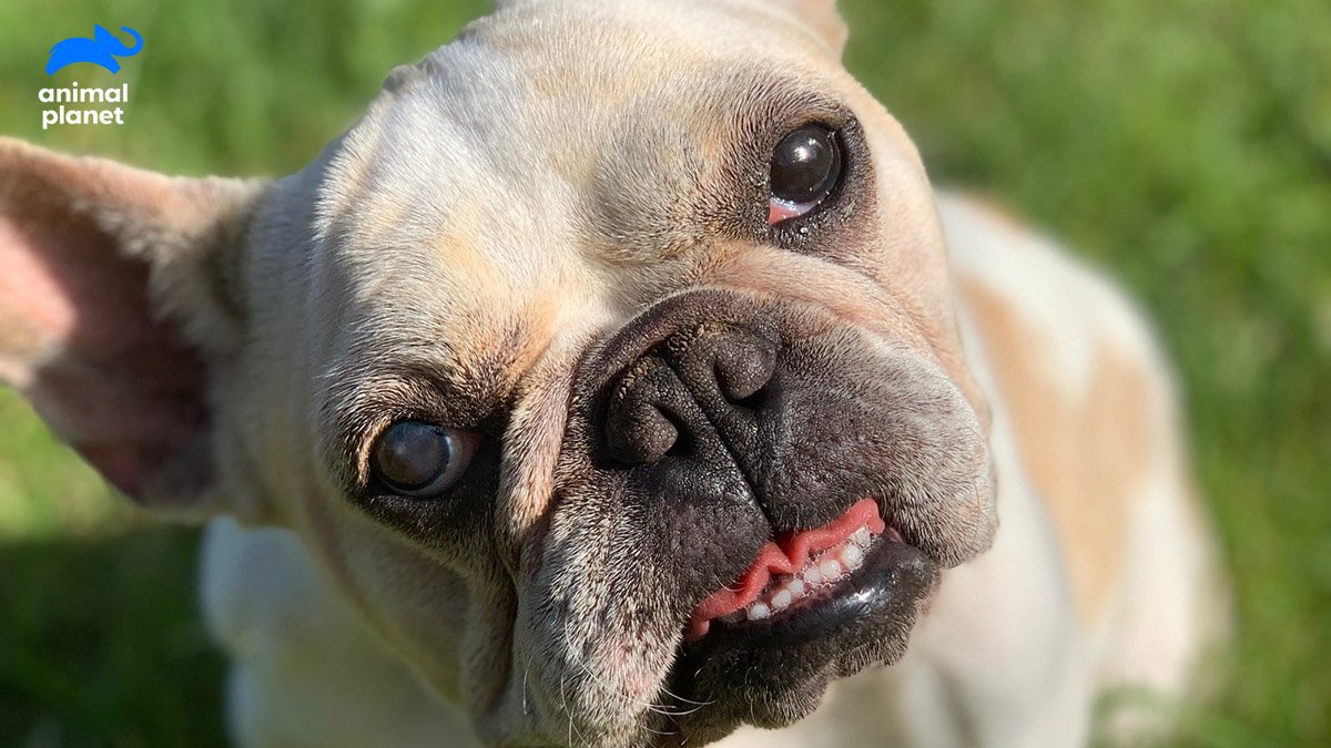 AnimalPlanet's tweet photo. Wassup? #AmandaToTheRescue https://t.co/cQoLRWC4Qd