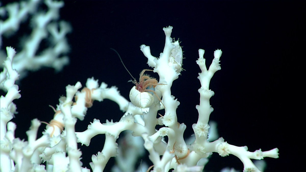 oceanexplorer's tweet photo. A hermit crab lives in (Halloween-ly!) ghostly white Lophelia coral. In addition to providing habitat, these corals can form ridges &amp; mounds, shaping ocean bottom as a kind of “living geology”: https://t.co/Gt71u7Q0jZ

Start of next #Okeanos mission &amp; #Halloween are almost here!! https://t.co/2B4sMnjmuL
