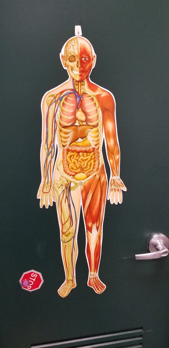 CatBuckheit's tweet photo. We are learning about our skeletal system and human bodies in K! #cpmrocks #teamkindness #thematiclearning #scienceandwriting #adventuresinkindergarten #makinglearningfun https://t.co/OoFiv0VOFP