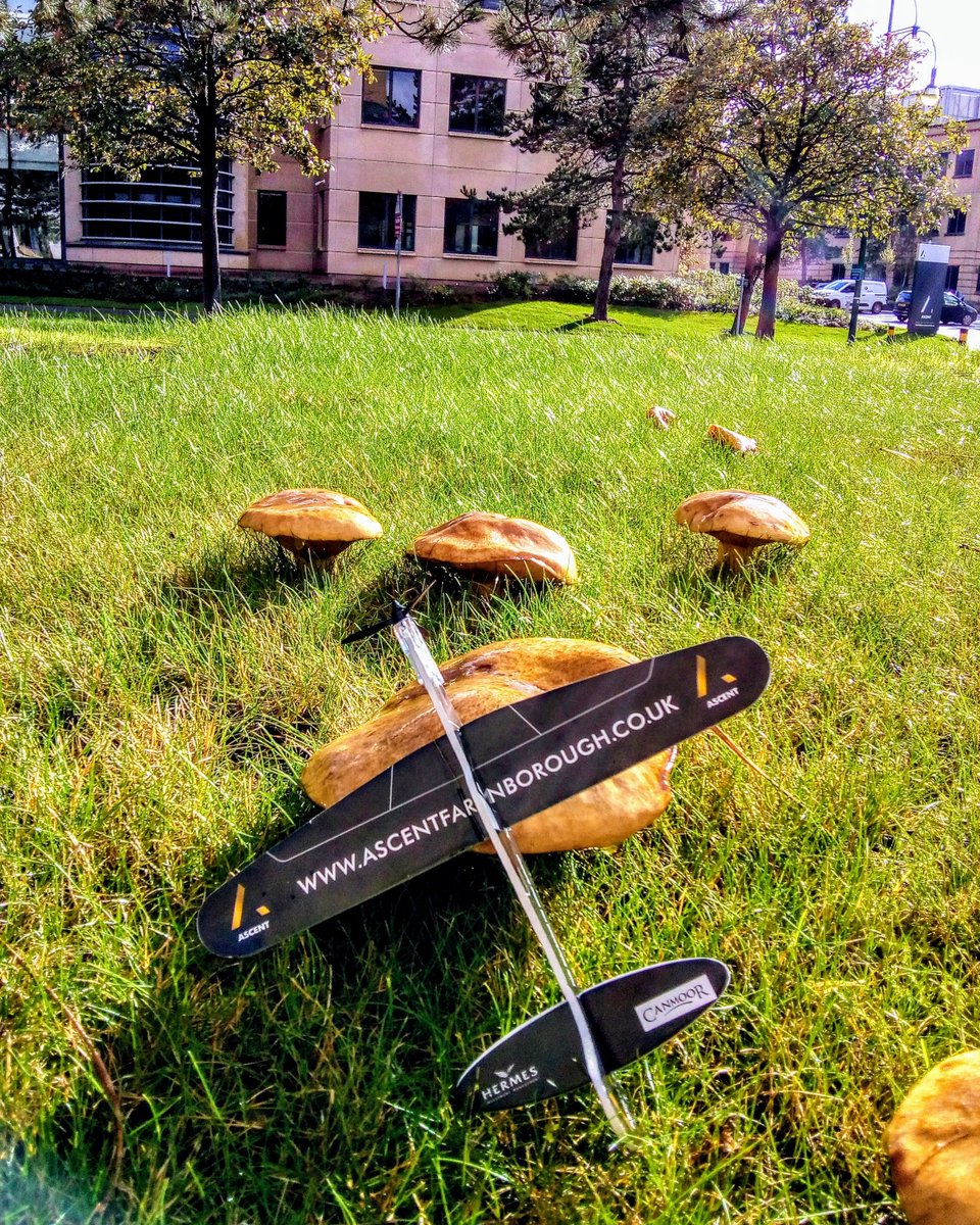 AerospaceFbough's tweet photo. Check out this amazing #fungai outside our #Ascent buildings. A truly autumnal sight! 🍄🍂🍁 @HollisHockley @CushWakeUK @CanmoorProp #ascentglider #autumnvibes #toadstools #modernoffices #officestorent #m3corridor #blackwatervalley #officeculture #sustainability #parklife #campus https://t.co/rtdWXsHQop