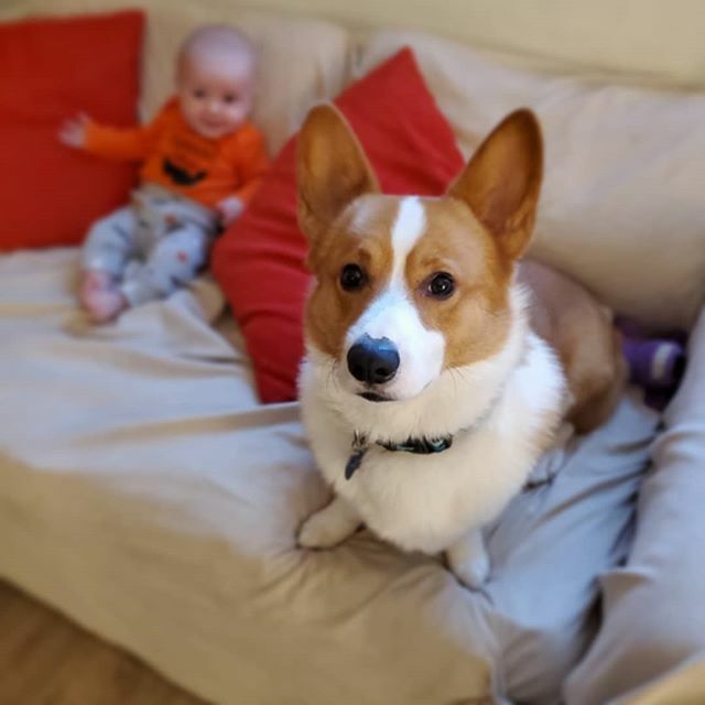 foolofapup's tweet photo. You guys, this is a pretty spooky week. I'll be holding down the fort protecting my tiny human.
~
~
#corgi #veryspooky #sobrave #aww #bestfriends #goodboy #bestdog #cute #doglife #squadgoals #cutest #halloween #dailycorgi #dailydog #dogoftheday #dogphot… https://t.co/EHTTPFvWNi https://t.co/ppIttkY28l