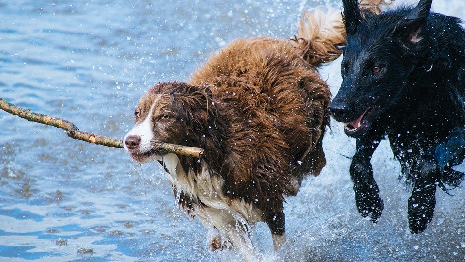KupidoniaC's tweet photo. ---------------
PLAYFUL DOGS JIGSAW PUZZLE

https://t.co/l1y212PI3O

Train your brain with this free online jigsaw puzzle 🧩

#dogs #Dog #NATUREWORLD #animals #animal #animallovers #PictureOfTheDay #photooftheday #trainyourbrain #PHOTOS #PuzzleForToday #puzzlegame #puzzle https://t.co/GC1wjJ9KL3