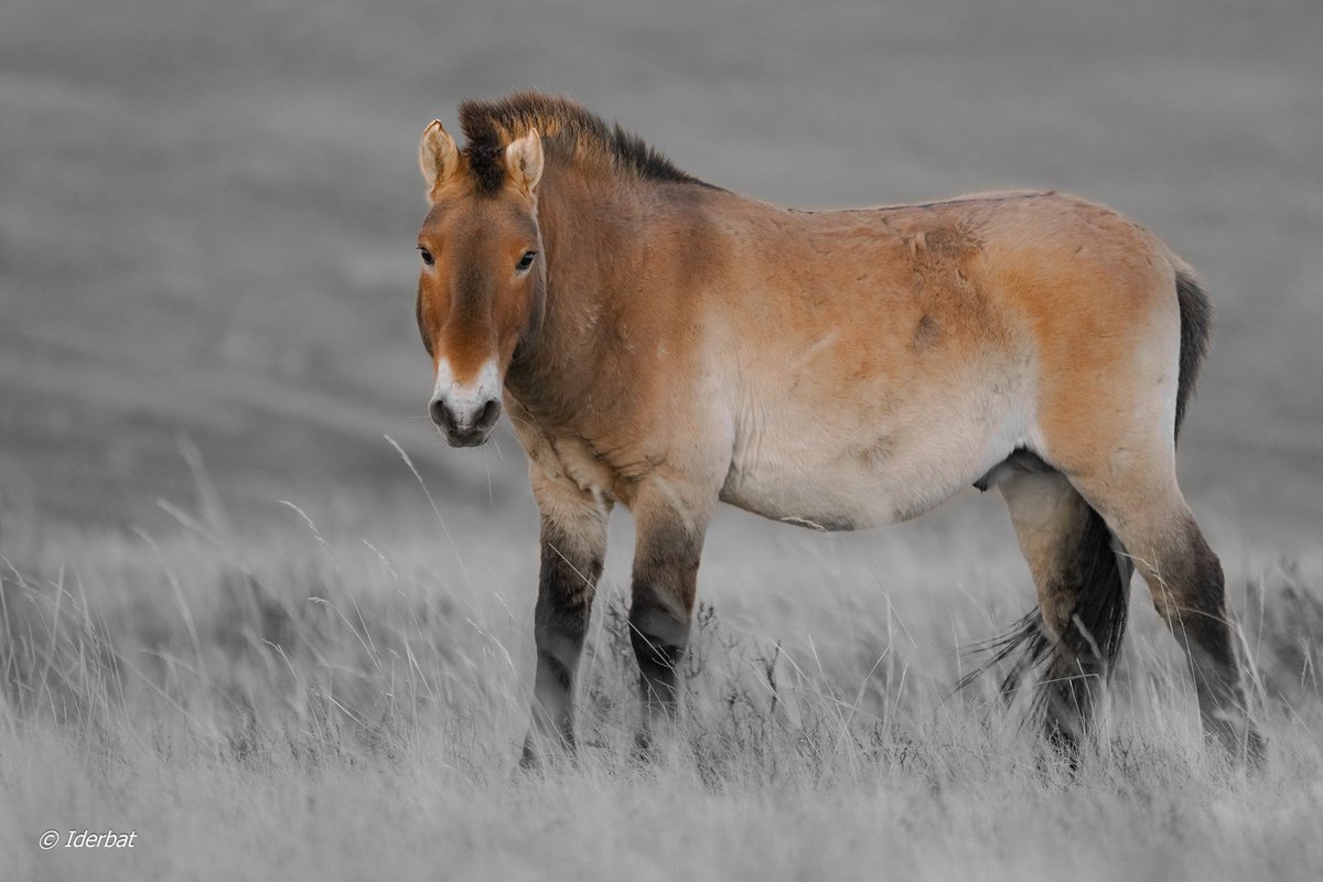 Mnb World The Przewalski S Horse Or Takhi In Mongolian Is The Only Remaining Species Of Wild Horse In The World It Has A Short Muscular Body And Their Color Ranges From