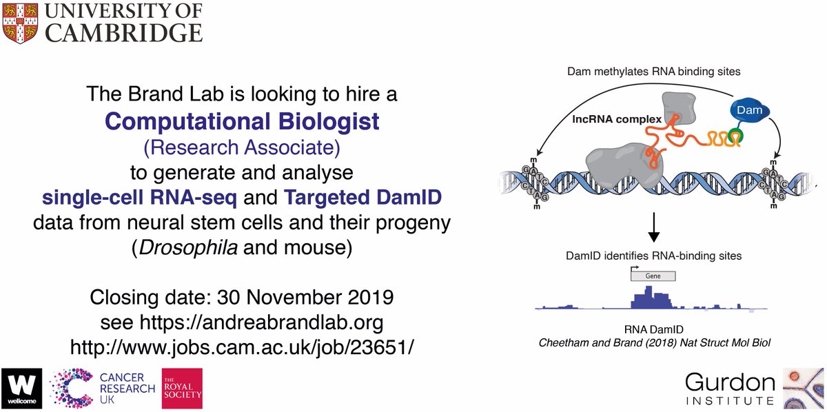 We're looking for a Computational Biologist (Research Associate) to work on projects involving single cell RNA seq and Targeted DamID 

Closing date: 30th November
Details here: jobs.cam.ac.uk/job/23651/
Please share!