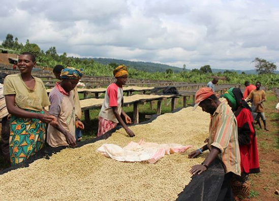 ICOCoffeeOrg's tweet photo. Join us next week on 6 November 2019 as we discuss drivers and approaches to tackle the #coffeepricecrisis as part of the “The Only Way is Up!” #LivingWage #LivingIncome conference in Rotterdam: https://t.co/sVjsR8Zk2w #TOWIU https://t.co/ZqzBTDs3PK