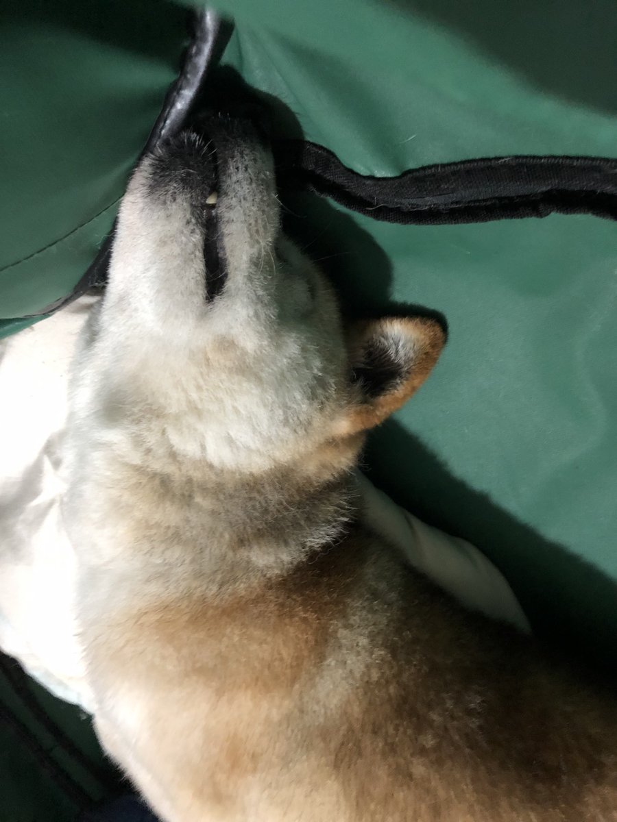 柴犬 あお Shibainuao Twitter 柴犬 あお Shibainuao Twitter