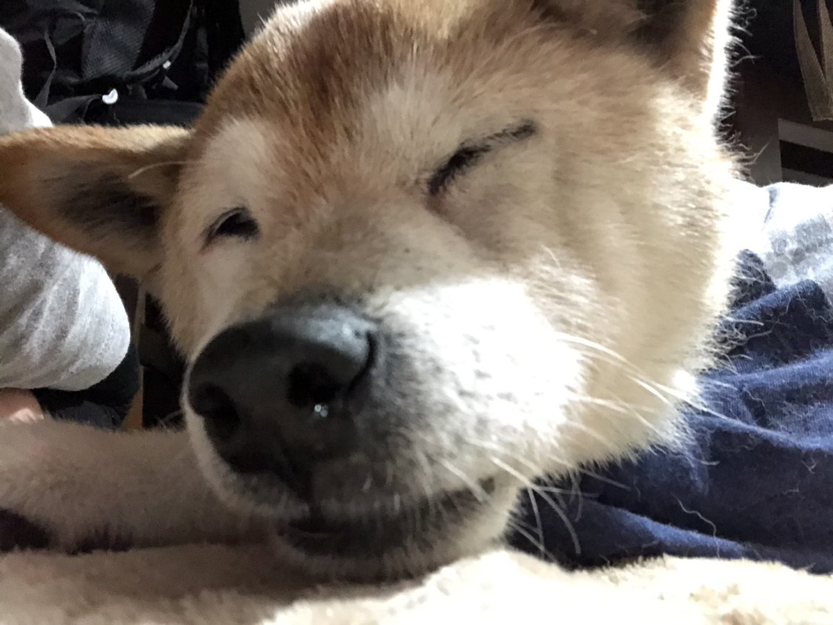 柴犬 あお Shibainuao Twitter 柴犬 あお Shibainuao Twitter