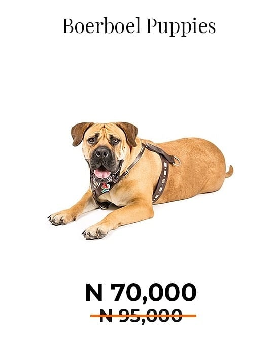 Kennelpride's tweet photo. We've discounted our Neapolitan Mastiffs and Boerboel Puppies this week. You can get a Neapolitan for N150,000 and Boerboel for N70,000. Order now by calling 08182463630 #headlessman #NatachaAkide #LinkedIn #zion #pastordavid #joro #asuu #bianca #london #FixingLagosRoads https://t.co/iy0J7cZzlE