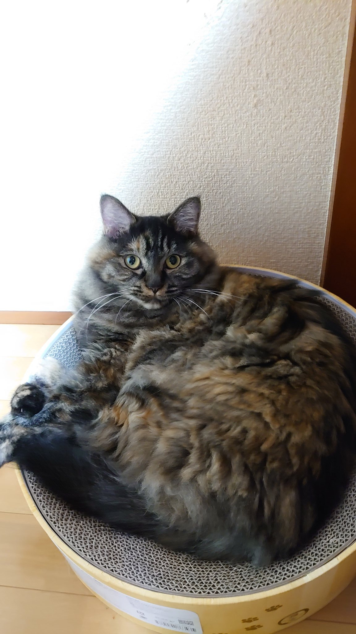 a1857🐈️.bintroll on X: 