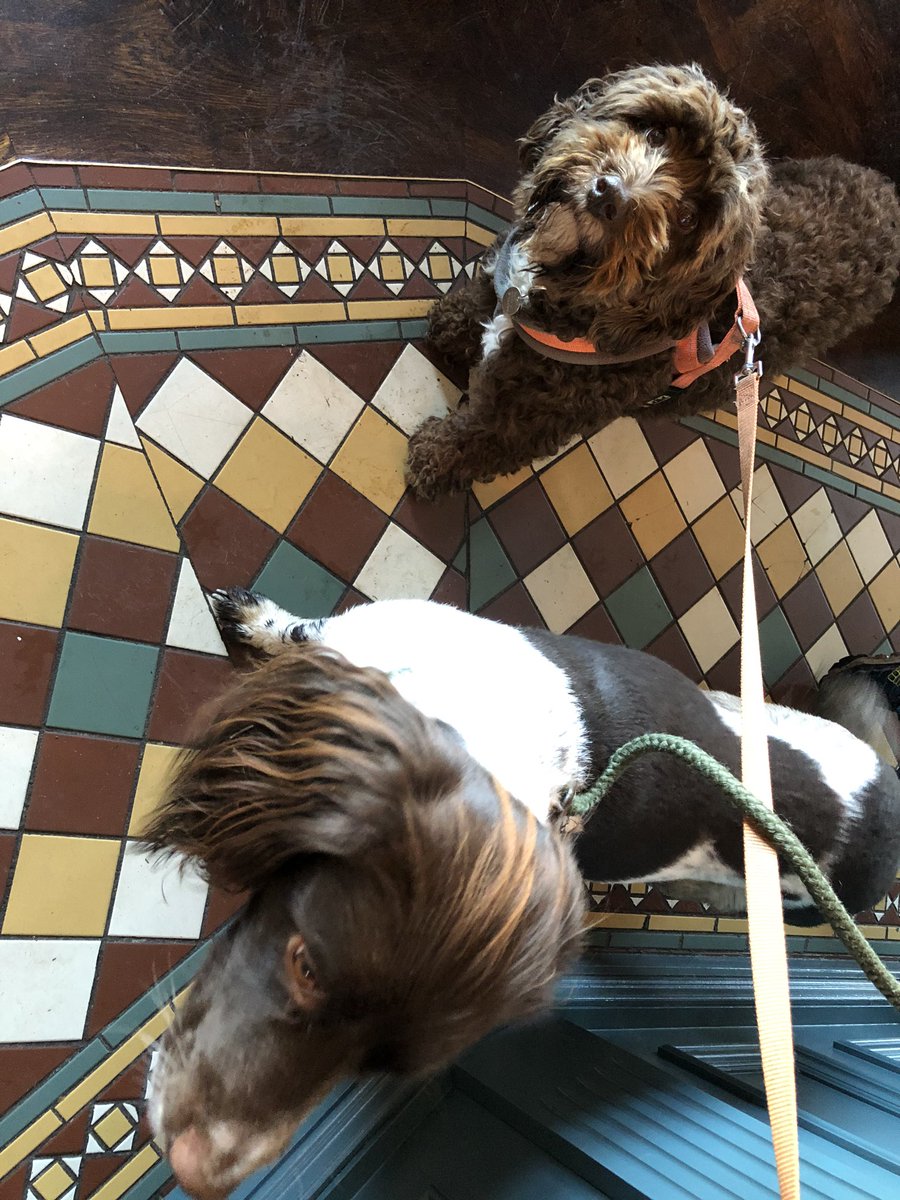 #dogfriendlypubs part 2 @PubChestnut #Radcliffeontrent Monty & Alfie at the bar with excellent #cask choice @WoodfordesBeer @Adnams @BrisBeerFactory @BuxtonBrewery @ossettbrewery #springerspaniel #sproodle @RogerProtzBeer @WestBWay @rbpbusiness