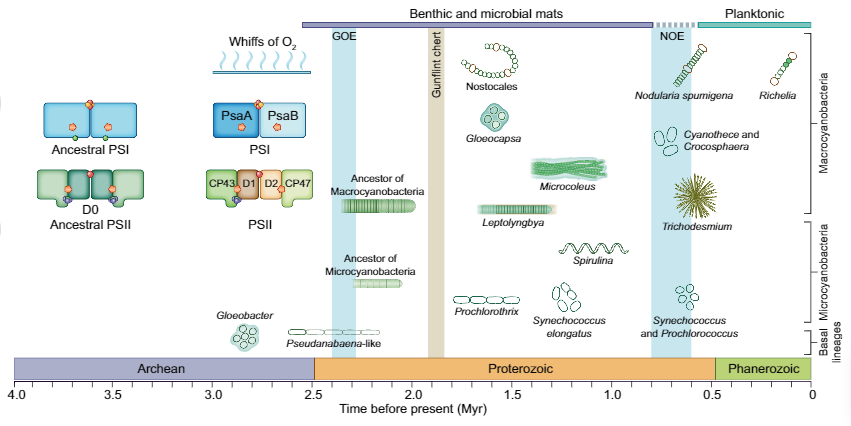 Sánchez-Baracaldo & Cardona, Fig. 3, Timeline of the emergence of PSI, PSII and Cyanobacterial lineages.