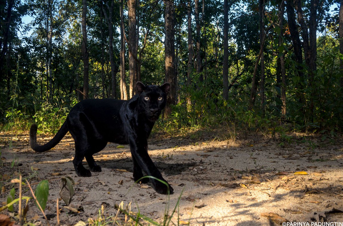 PantheraCats's tweet photo. #Halloween is right around the corner and this #spookyseason, we’re all about #blackcats. Why are some #wildcats black and others aren’t? What exactly is a #blackpanther? Celebrate #NationalBlackCatDay with our new Wild Cats 101 #FieldNotes blog: https://t.co/GaAeINY1ZN https://t.co/YRi3ClpU0q