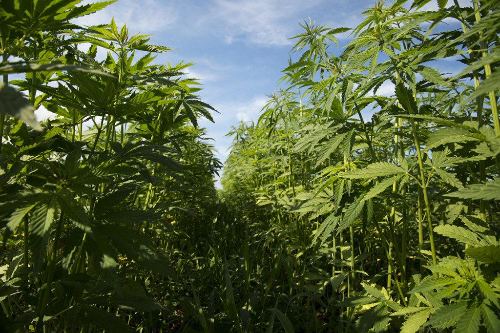 Marijuana Moment tweet media