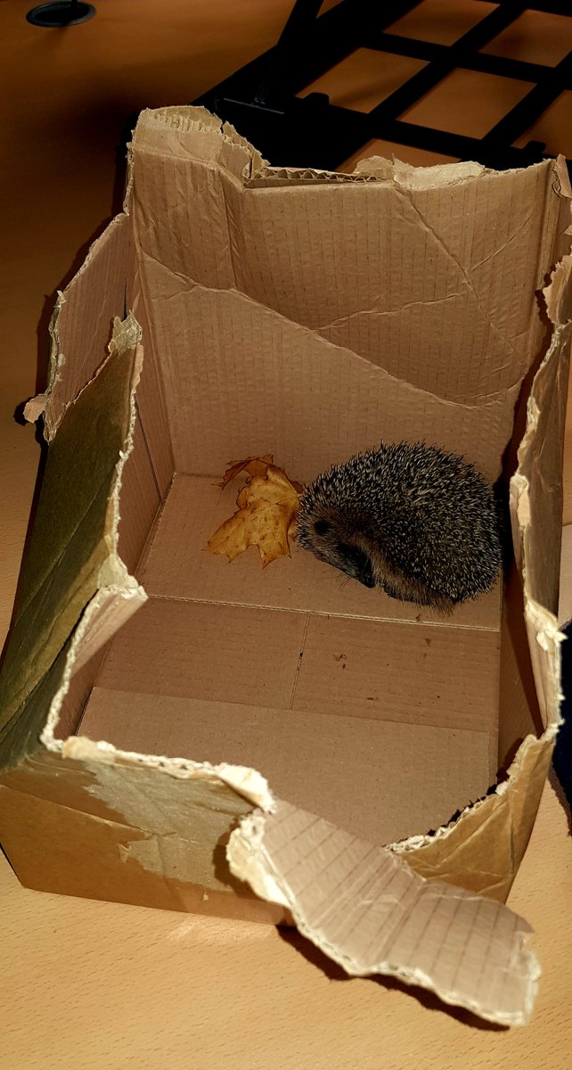 mkcouncil's tweet image. One of our Environment officers stopped and rescued this little hedgehog today that was walking towards a busy road in Bleak Hall.

Next stop will be Tiggywinkles Animal Hospital 🦔🐾