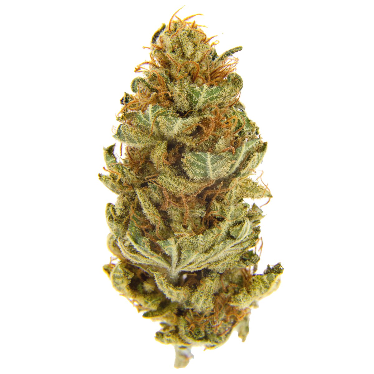 WeedmapsEs's tweet photo. Este lunes necesitamos buen combustible para calentar motores, nada mejor que esta deliciosa New York Diesel.

#WeedmapsSpain #cannabiscommunity #cannabisculture #cannabis #marijuana #weedlovers #greenlife #weed
#MacroMonday https://t.co/598fI1BoWI