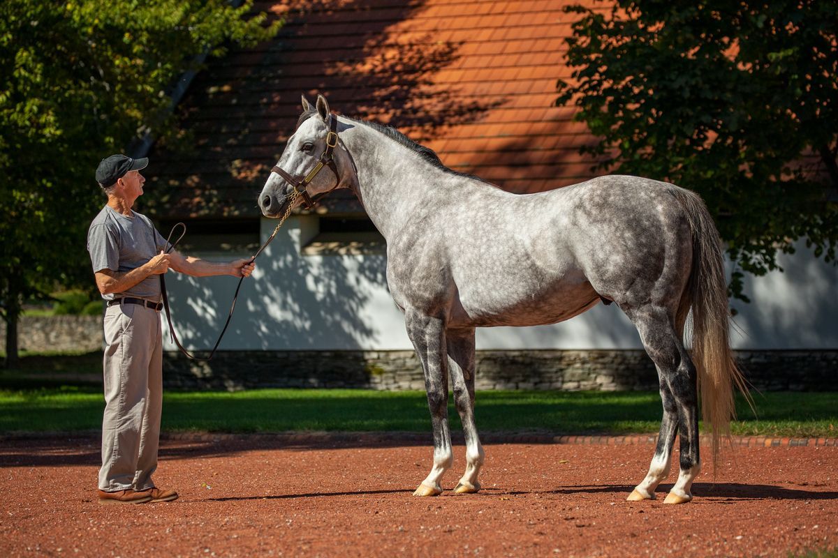 Gainesway's tweet photo. #FirstWeanlings by Marylou Whitney Stables’ homebred BIRD SONG coming to #KeeNov!
By Unbridled’s Song o/o Whitney’s KY Oaks (G1) winner & champion 3YO filly Bird Town, BIRD SONG carried his natural speed capturing multiple graded stakes gate-to-wire.
https://t.co/Uj6wJczvYt https://t.co/49caO6MsFh