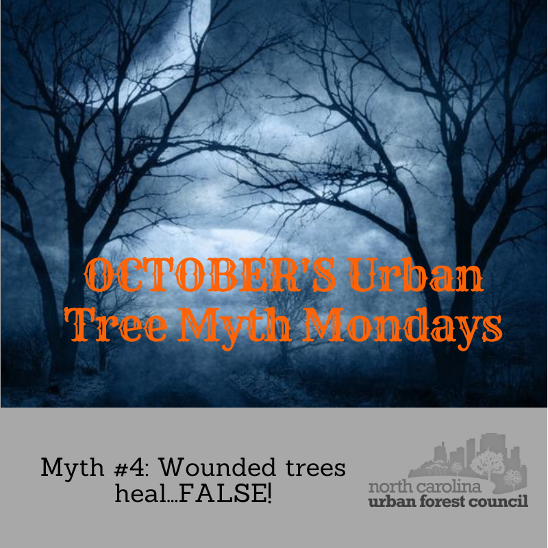 ncurbanforests's tweet image. Trees "seal" but don't "heal" from damage and pruning cuts. Learn how to prune properly for the health of your tree at ow.ly/S19x50wVmf3 #treemythmonday #properpruning