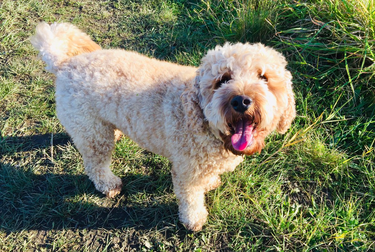 Some of Monday’s happy Gang! 🐾🐾😊 <a href="/dogcelebration/">CelebrationOfDogs</a> @WayTooViral @dogownersuk <a href="/GoodVetPetGuide/">TᕼE GOOᗪ ᐯET & ᑭET GᑌIᗪE 🐾 Pet Directory</a> <a href="/dogandpuplovers/">We love dogs. 🐕🐶😍</a> #cavapoo #pomchi #cavapoo #shitzhu #cavachon #lhasaapso 
#blackpooldogwalker #lovedogs #fun #walks #dogsoftwitter #cutedogs #wooftidoosdogwalking