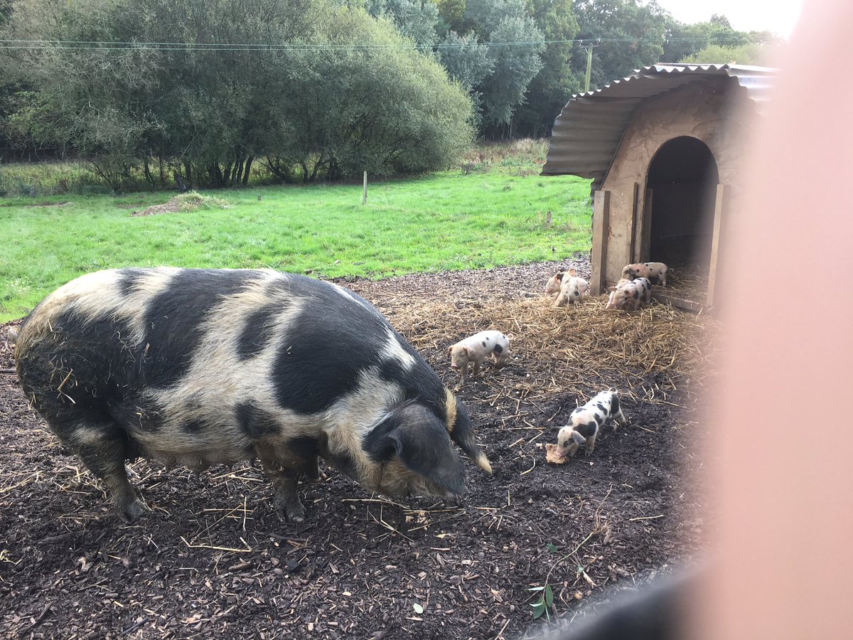 My little Rosie and her latest brood.❤️