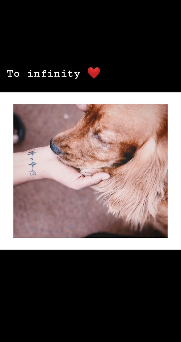 abhijna_sathish's tweet photo. #poochoverpataka #letscoexist this Diwali involve pooch in celebration.we are scared of pataka . It scare us. _your paw https://t.co/8qEMVKnkZY