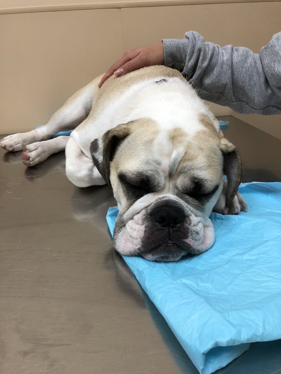 bettyandblanche's tweet photo. Please send your doggy prayers for my sister Blanche. She woke up very very sick this morning and had to get rushed to the ER. She’s in surgery now and will be staying in the hospital for a few days. I’m very worried about her. #bettyandblanche #blanchethebulldog #dogprayers https://t.co/7Ul15Q8nQS