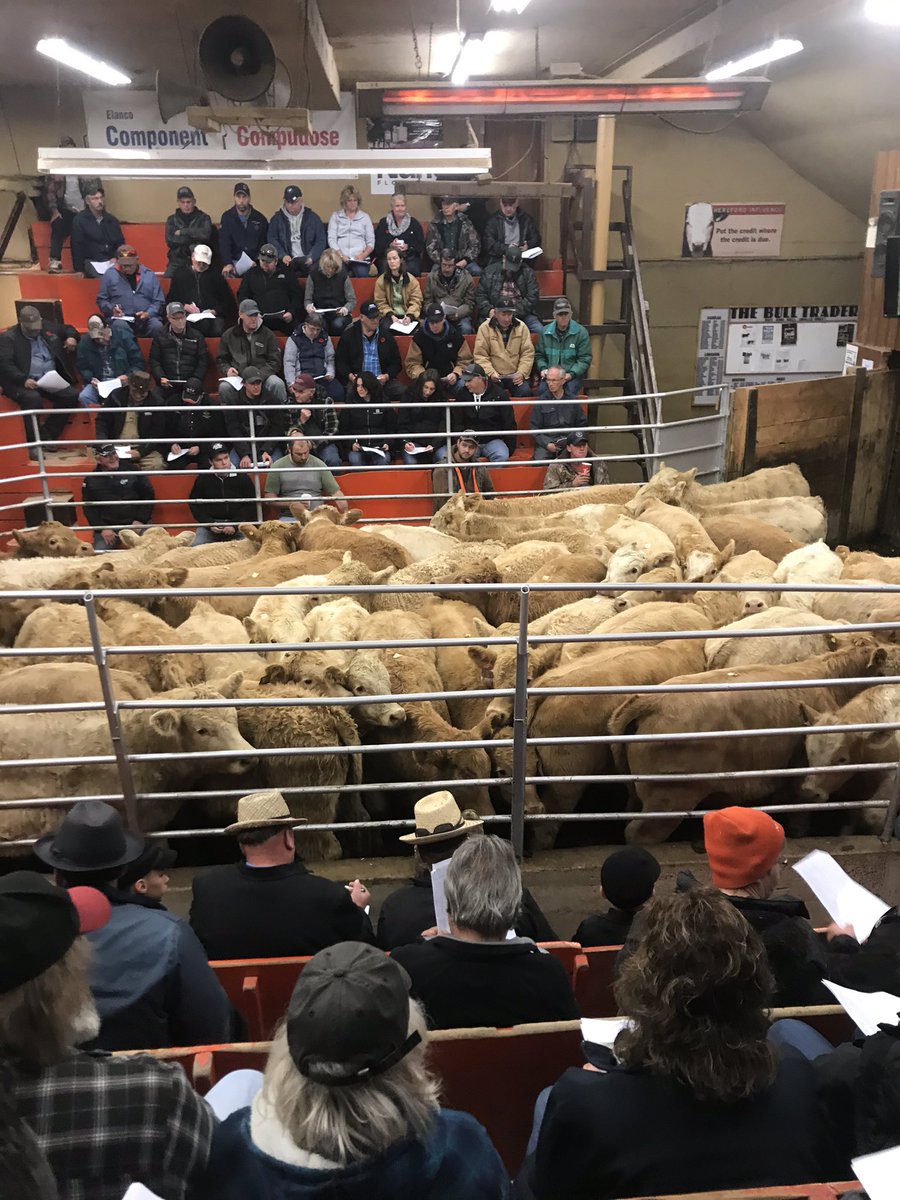 JohnMielhausen's tweet photo. Good sale at Keady Livestock for Bruce Peninsula Char calf produces #ontchar #ontbeef https://t.co/s0t0GEZgDc
