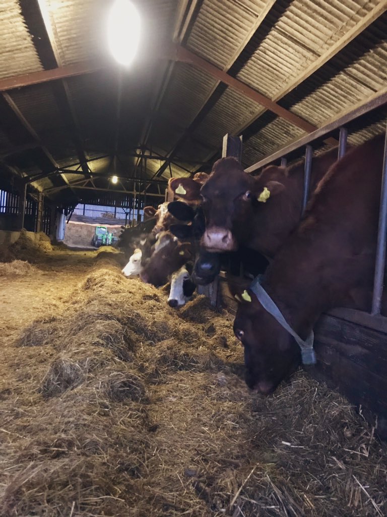 sophietedesco96's tweet photo. Day one of eight on my own working on the farm COMPLETED! ✅ a very wet start this morning☔️ but cows are all milked and cozy in the sheds for the night🐮 #dairyfarming #womenindairy https://t.co/h0rFMtM5tS