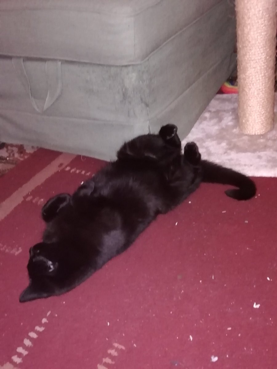 BPantherii's tweet photo. Playing dead after an extra loud firework 10 days before Bonfire Night...10 days wtf https://t.co/MpZuPSSahF