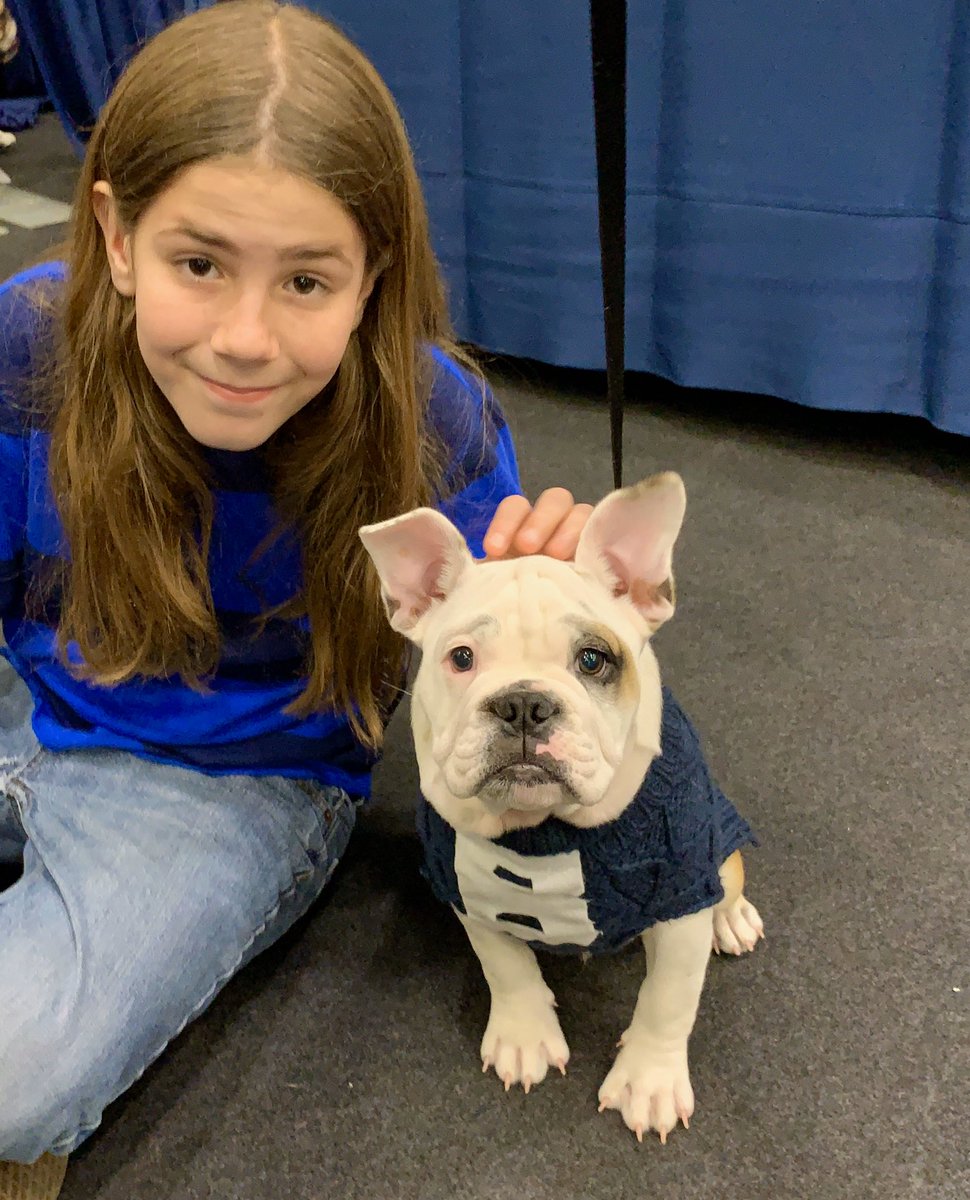 french bulldog best in show