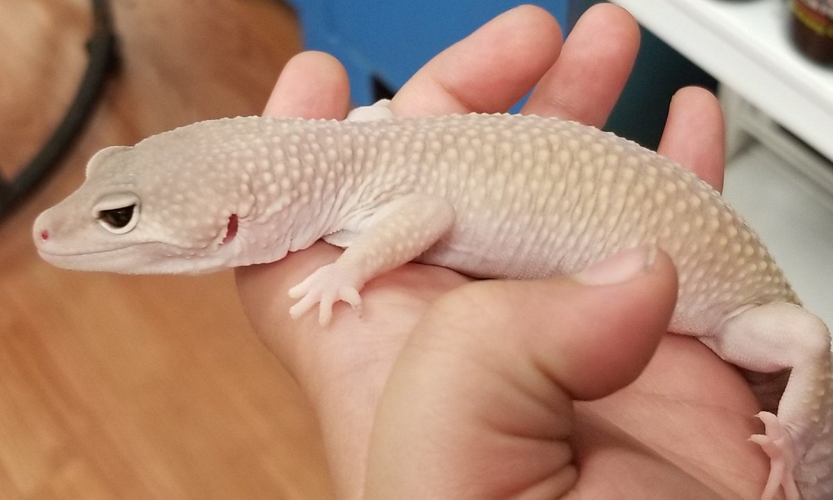 lcm_boutique's tweet photo. Fun things happening at #LCMPet this weekend! Brutus here is getting a well deserved #spa day, while Himalayan the Leucistic Snow Gecko is chilling! 
#everydayadventuresatLCM #TheBigAndLittleOfItAll https://t.co/yI5D6zc9fE