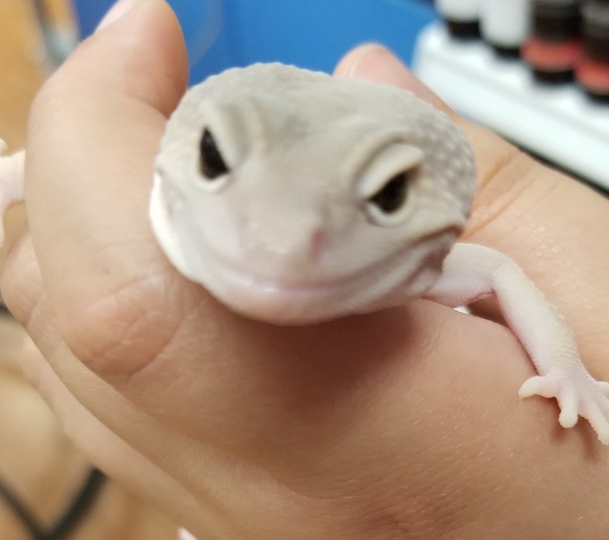 lcm_boutique's tweet photo. Fun things happening at #LCMPet this weekend! Brutus here is getting a well deserved #spa day, while Himalayan the Leucistic Snow Gecko is chilling! 
#everydayadventuresatLCM #TheBigAndLittleOfItAll https://t.co/yI5D6zc9fE