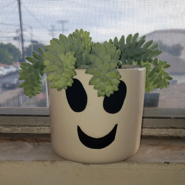 GrowItMobile's tweet photo. Isn't this planter just BOO-tiful! We're loving the #Haunted vibes coming from the community! Thank you community member "chittownqueen" for sharing your succulent and planter combo! #succulentsaturday #plantcommunity #haunted https://t.co/UfdHcTLa0u