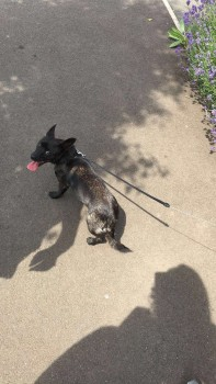 millypod1's tweet photo. 🆘JESS #Lost Black & Brown Chihuahua Cross Female
Wastel #Beanhill #MiltonKeynes #MK6 https://t.co/FldMwBF8NE https://t.co/I8U09HKZzU