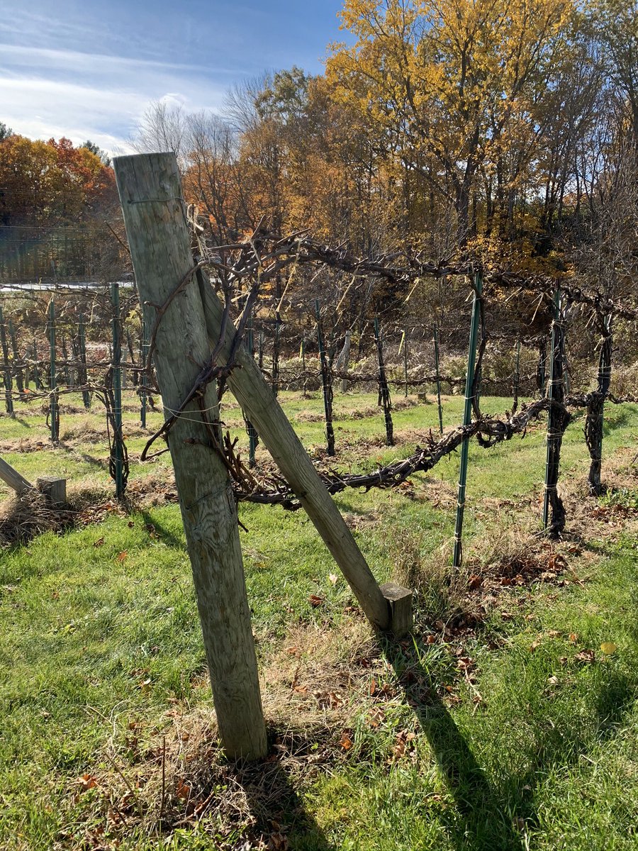 Touring #dogfriends #vineyards in CT and MA...🐶🐾🍷❤️ #connecticutvalleywinery