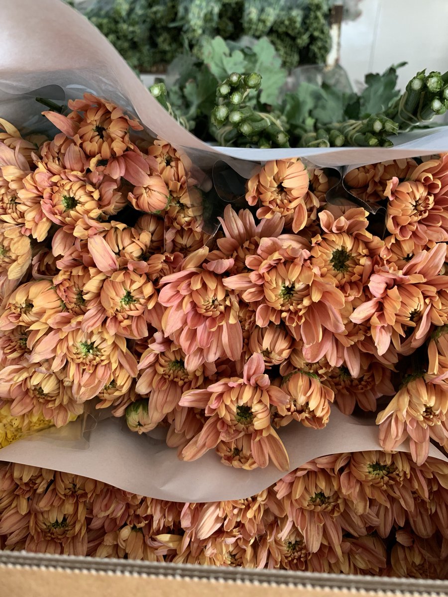 turkuazflowers's tweet photo. Our #chrysanthemums #uniqueproducts #uniquequality for Bulgarian and Romanian market https://t.co/i3pWdSHRNC
